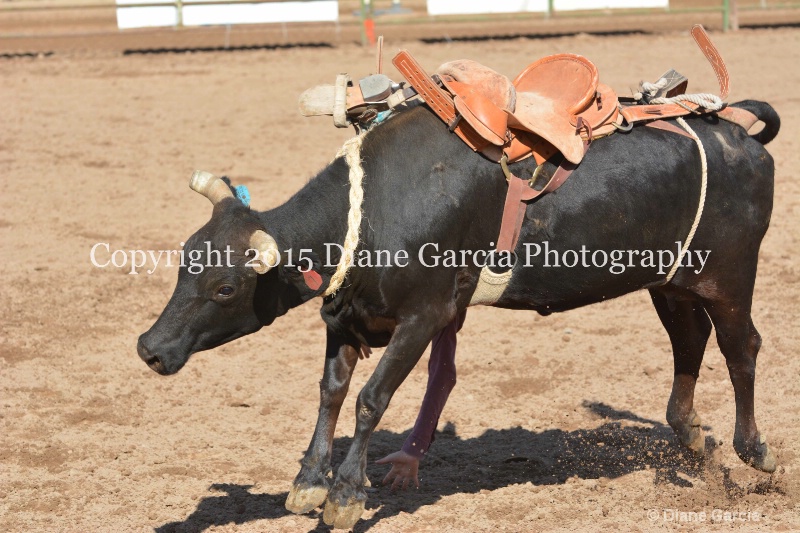 bill henry jr high rodeo nephi 2015 4
