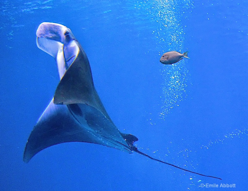 Manta ray ballet  4