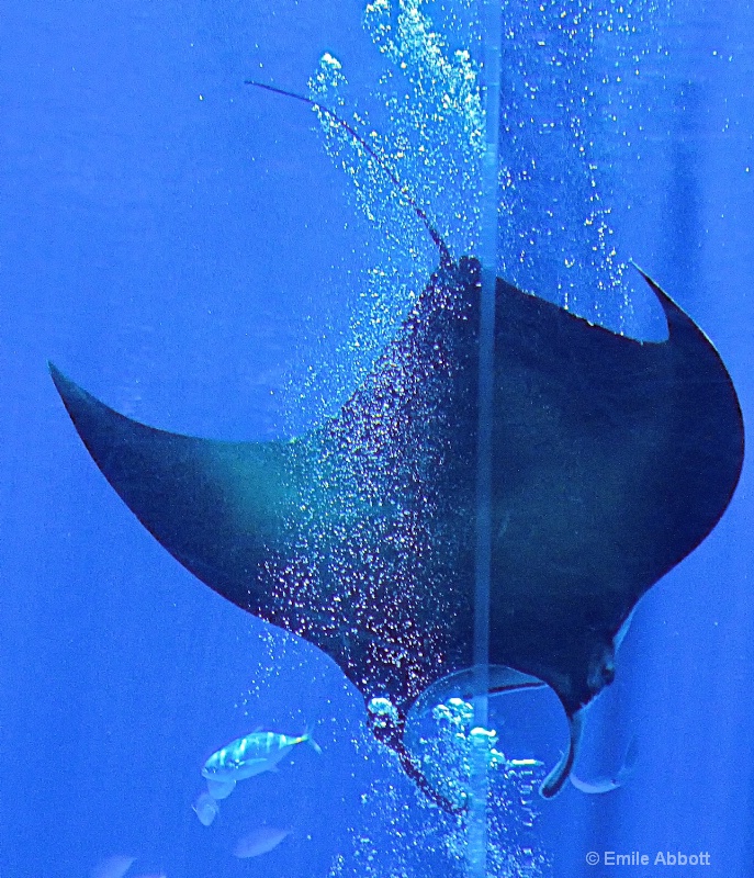 Manta ray ballet  5