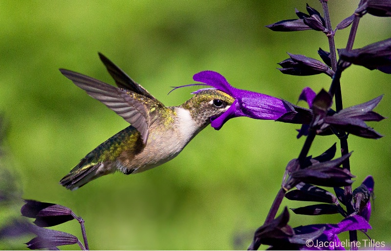 Ruby-throated Hummingbird