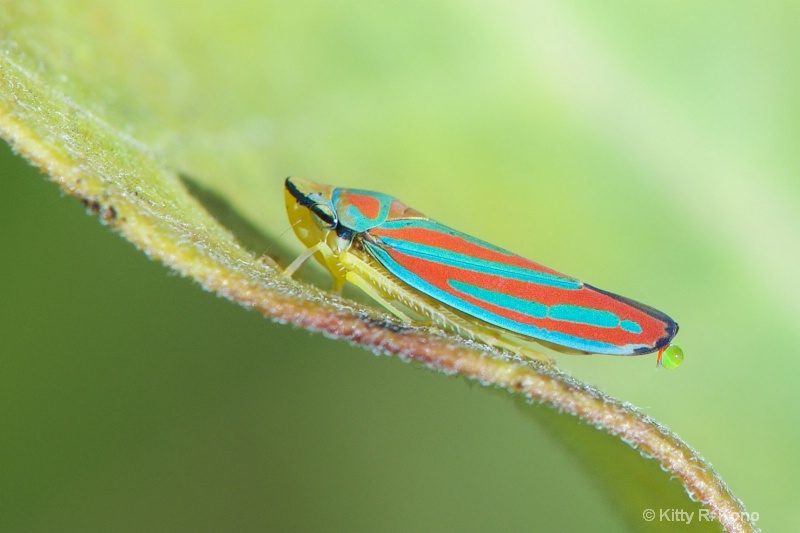 Red Banded Leafhopper Secreting a Little Honeydew 