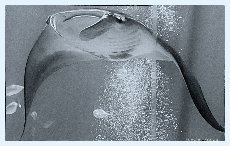 Manta ray ballet #6  b&w