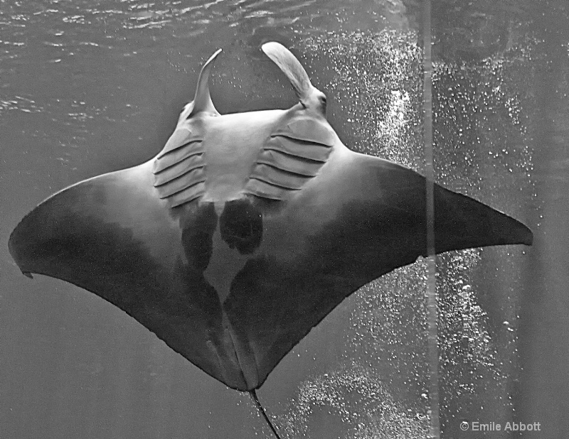 Manta ray ballet  #7  b&w