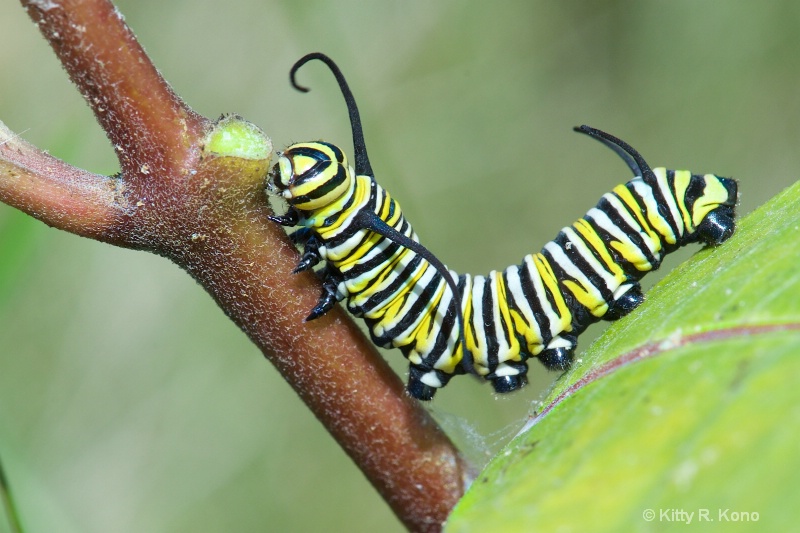 Where Monarch Butterflies Come From
