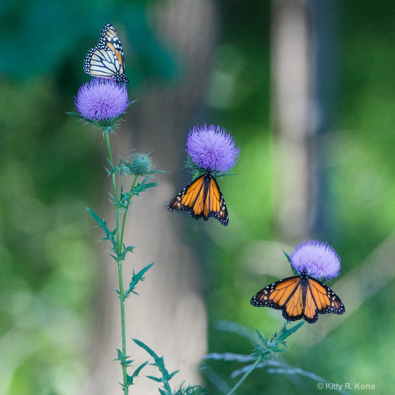 Three Monarchs on Thistle