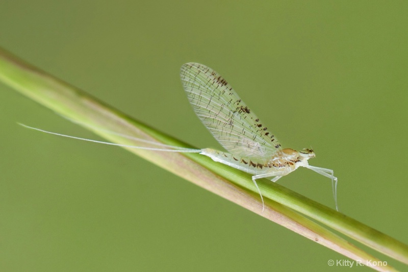 The Ever So Tiny Mayfly