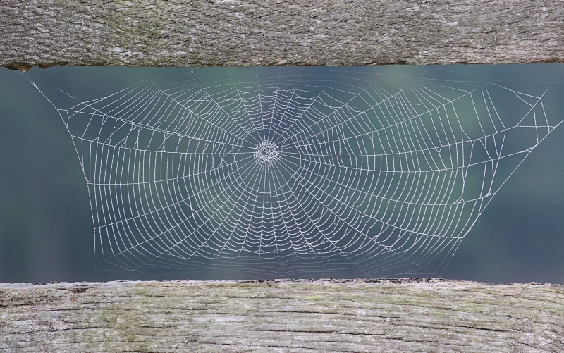 Web on the Fence