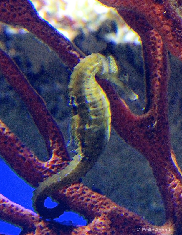 Seahorse