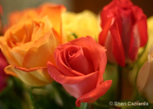 Colorful Roses