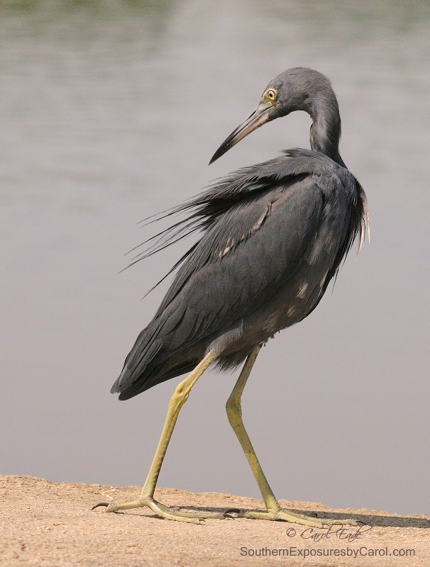 Little Blue Heron