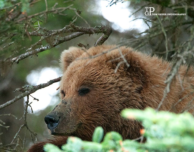 Who says Grizzly's don't climb trees?