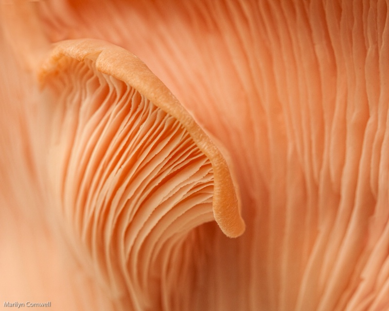 Marvelling the Mushroom - Curves