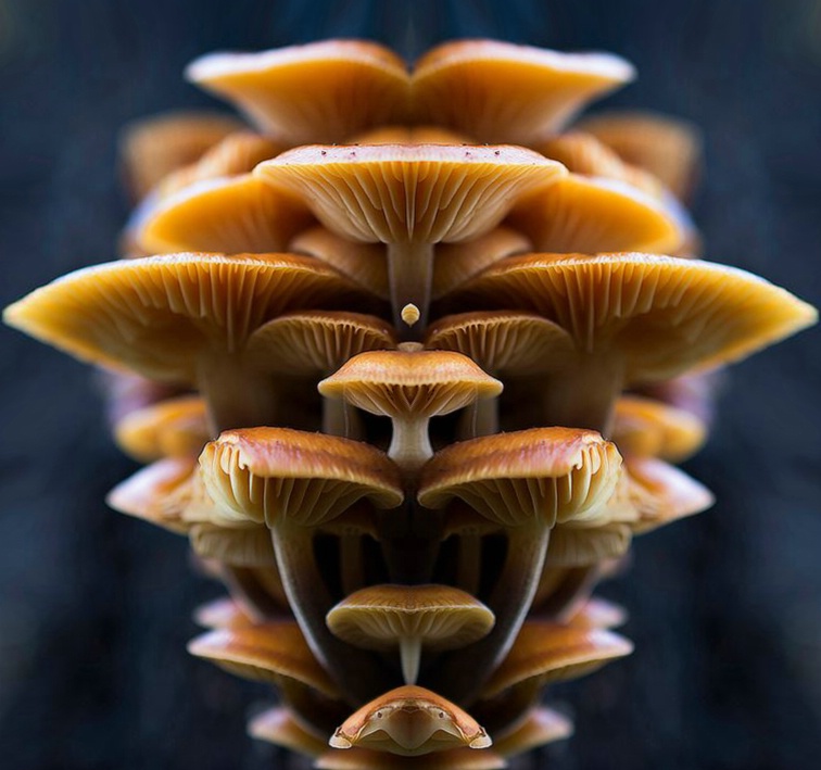 A Group of Mushroom