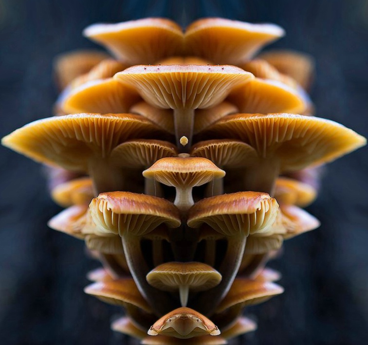 A Group of Mushroom