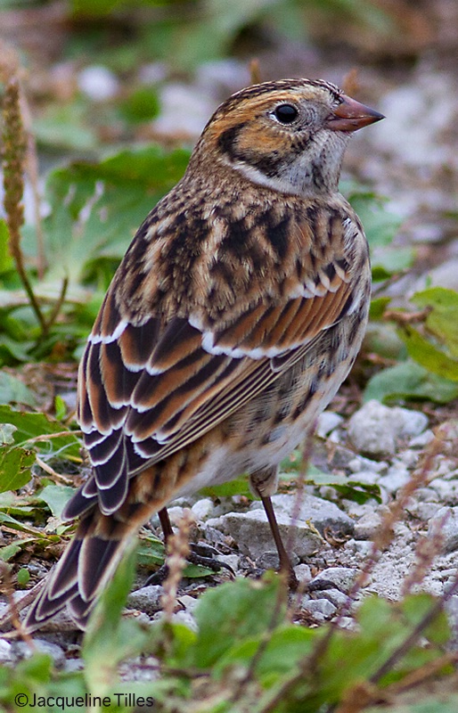 Lapland Longspur