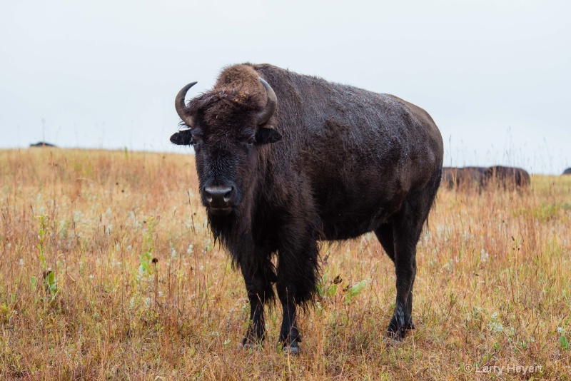 Buffalo on South Dakota Range
