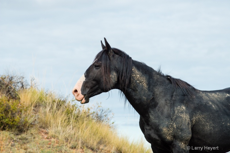 Wild Horse in South Dakota