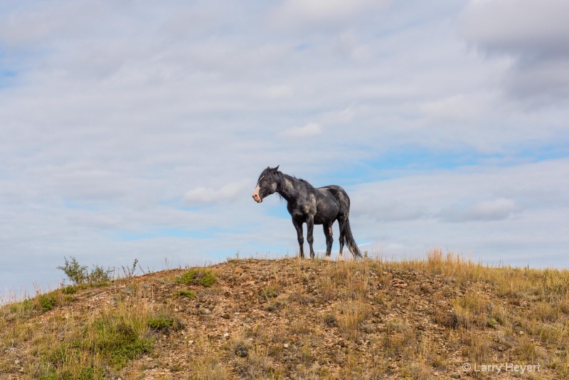 Wild Horse in North Dakota