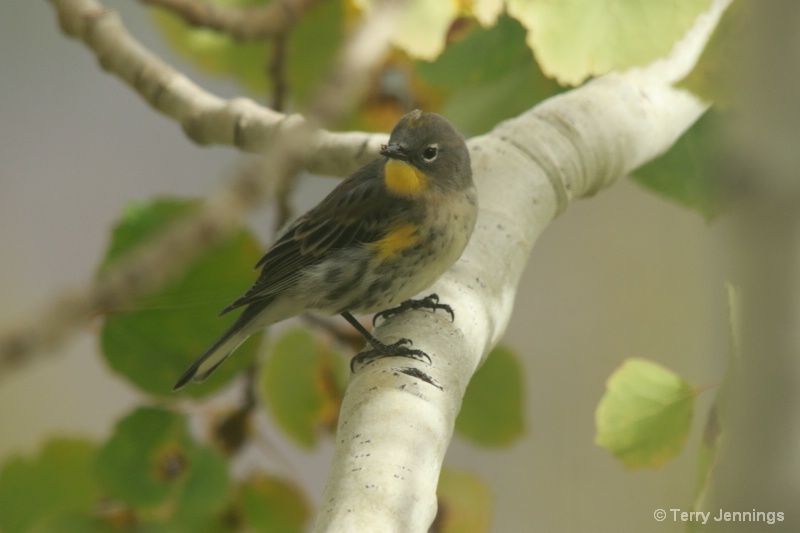 Yellow - Rumped Warbler