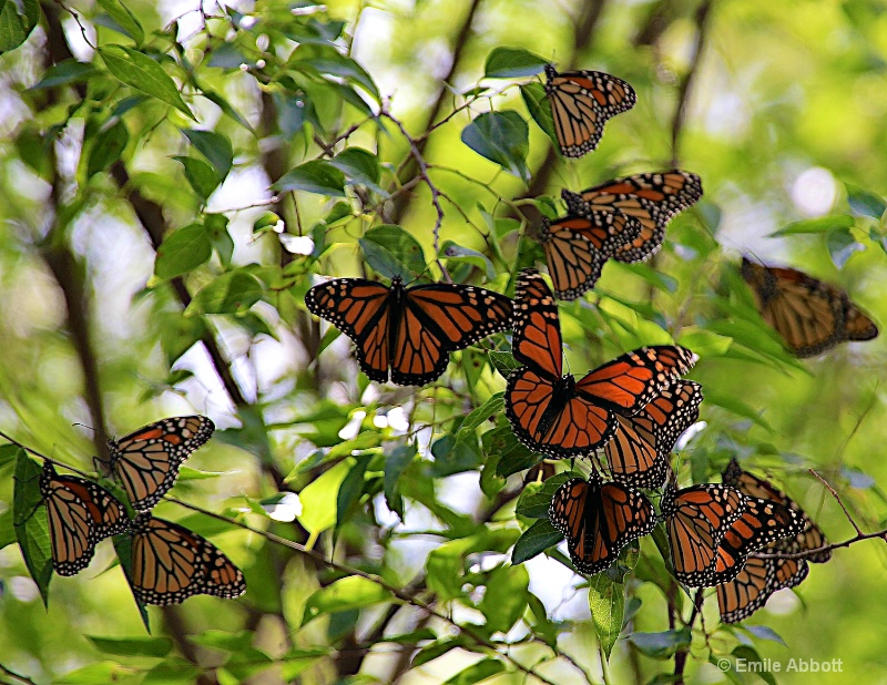 The Monarchs are back.