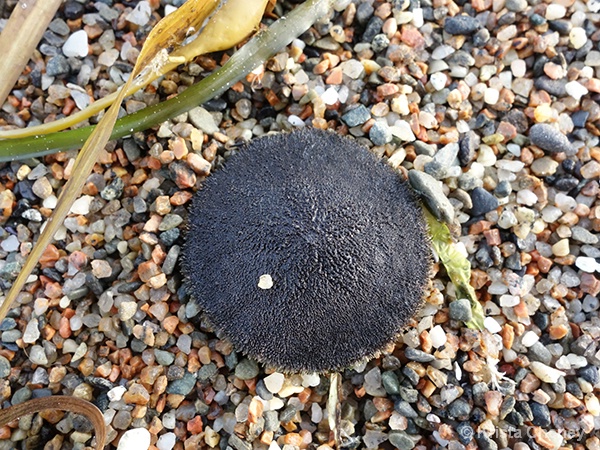 Sand dollar top