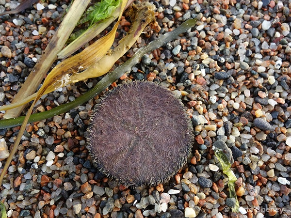 Sand dollar bottom