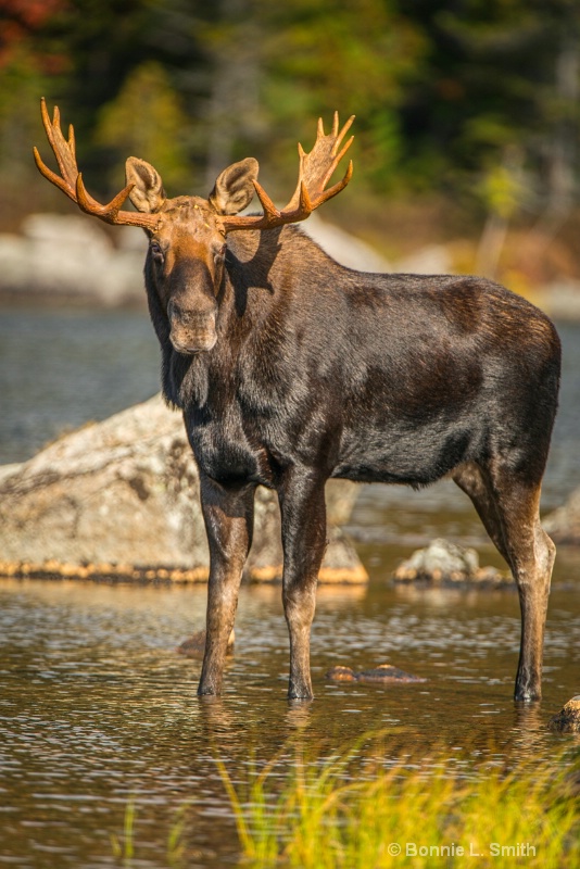 bull moose 3  1 of 1 