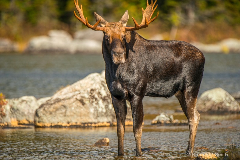 bull moose oct 15  1 of 1 