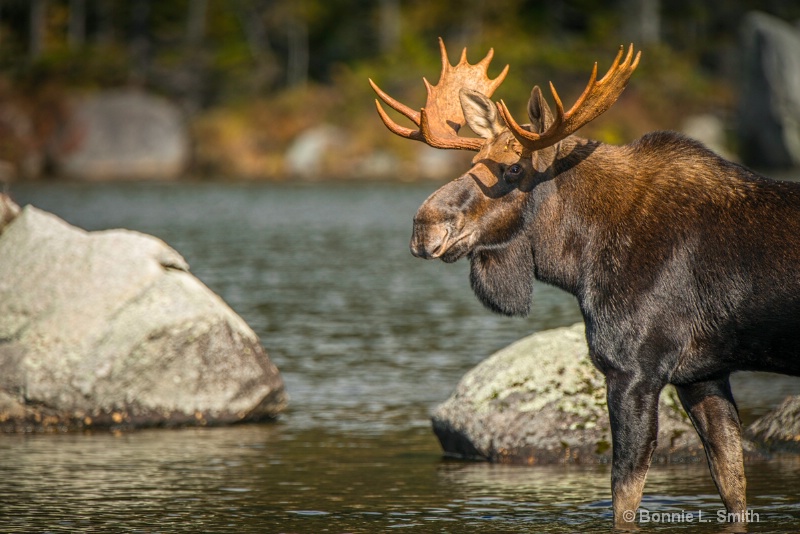 bull moose in fall 2  1 of 1 
