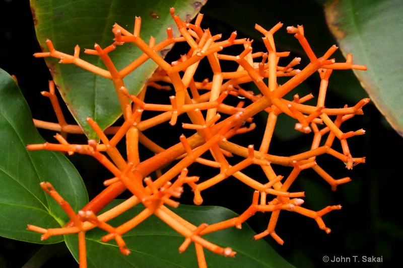 Orange Lattice