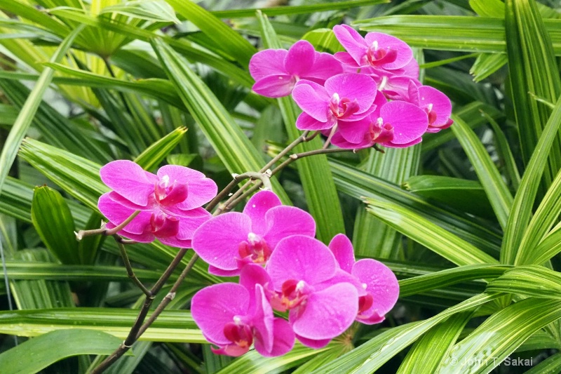 Triple Phalaenopsis