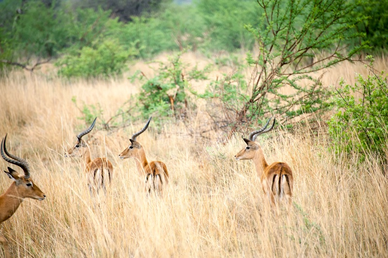 Impala, Pilanesberg Reserve