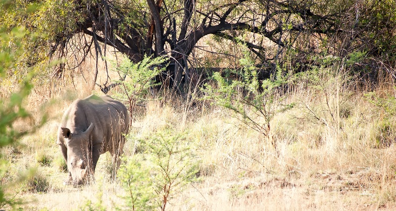 White Rhino, Pilanesberg Reserve