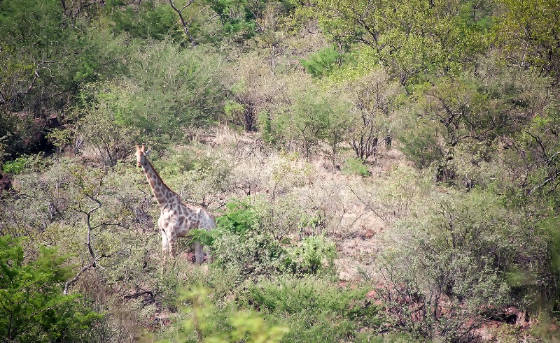 Giraffe, Pilanesberg Reserve