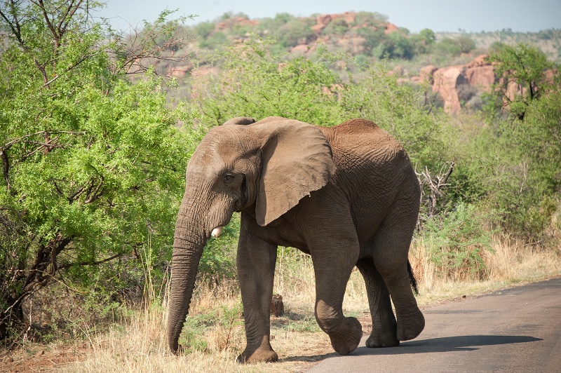 Elephant, Pilanesberg Reserve