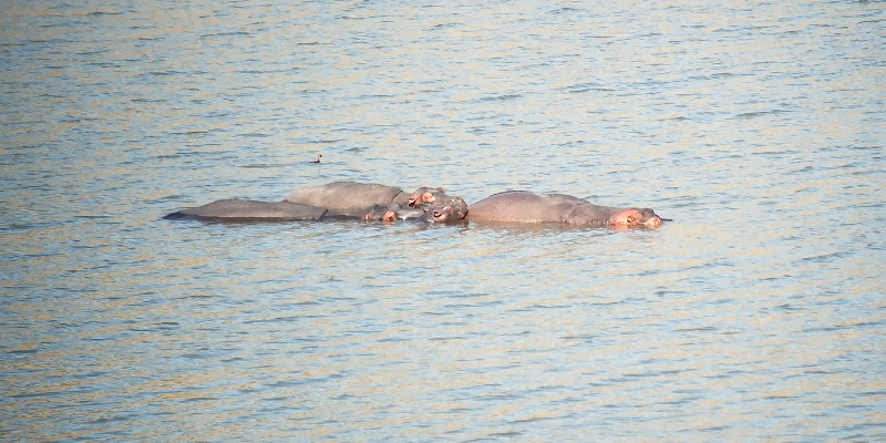 Hippopotamus, Pilanesberg Reserve