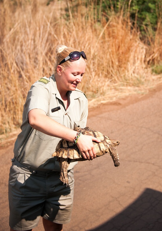 Leopard Turtle, Pilanesberg Reserve