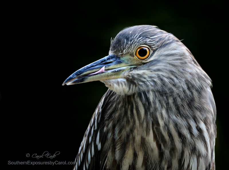 Young Black Crowned Night Heron