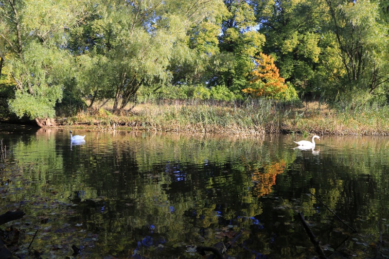 Swans in Autumn Fashion