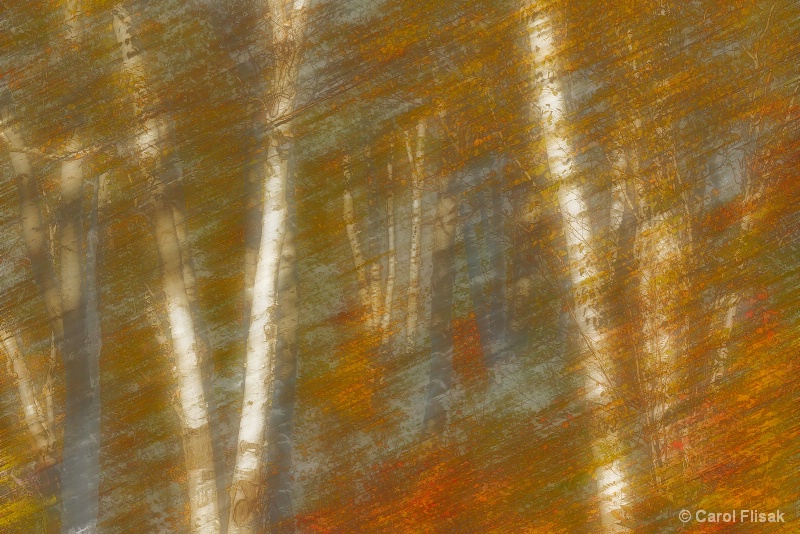 Autumnal Abstract