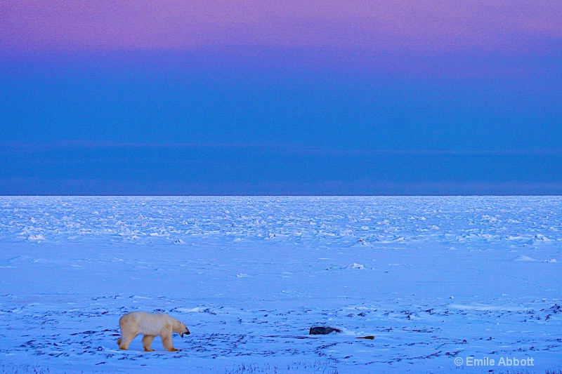 Twilight on the tundra