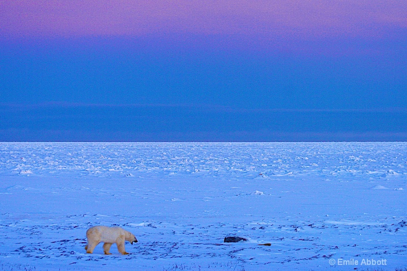 Twilight on the tundra