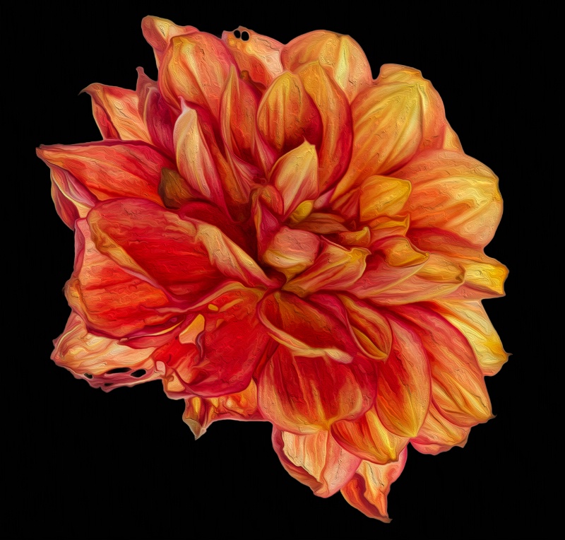 yellow and red dahlia