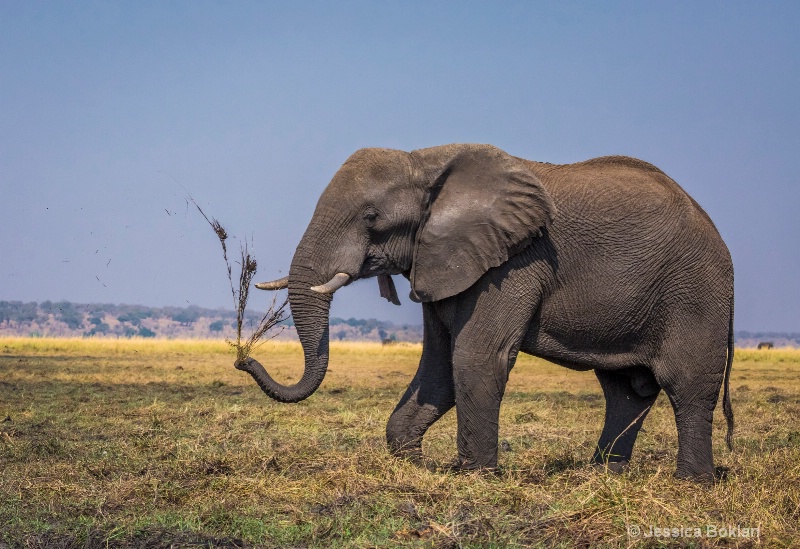 Elephant Vase