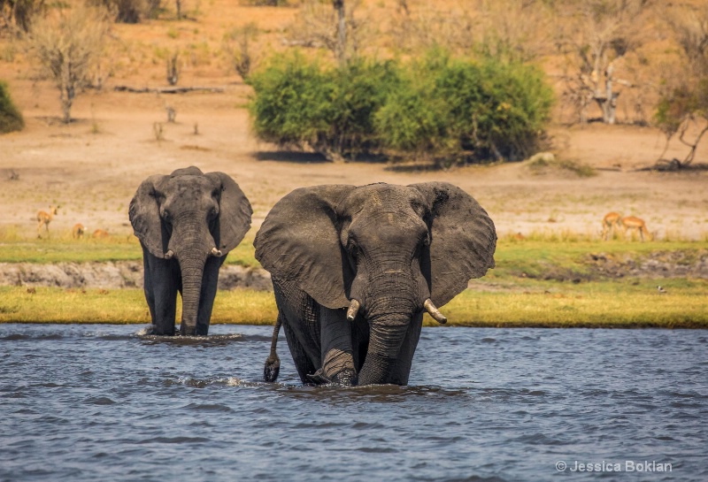 Chobe Crossing