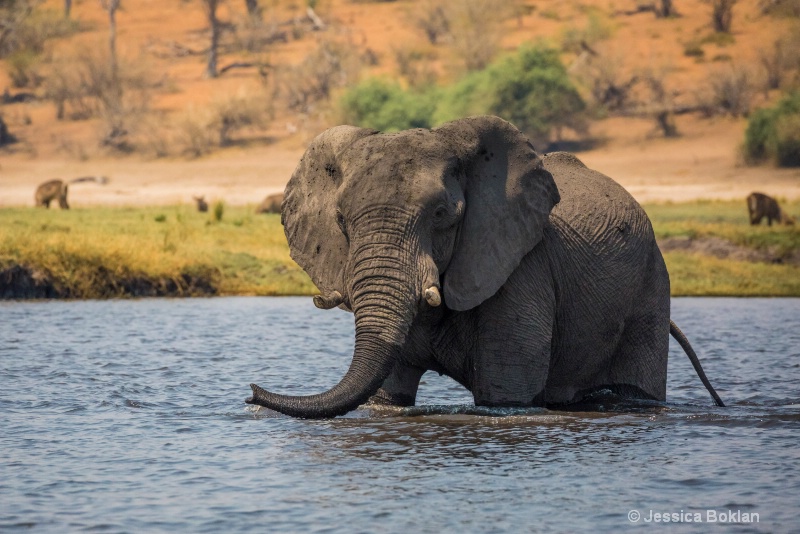 Wading Elephant