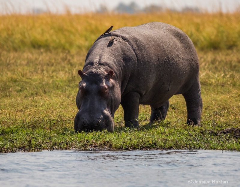 Grazing Hippo