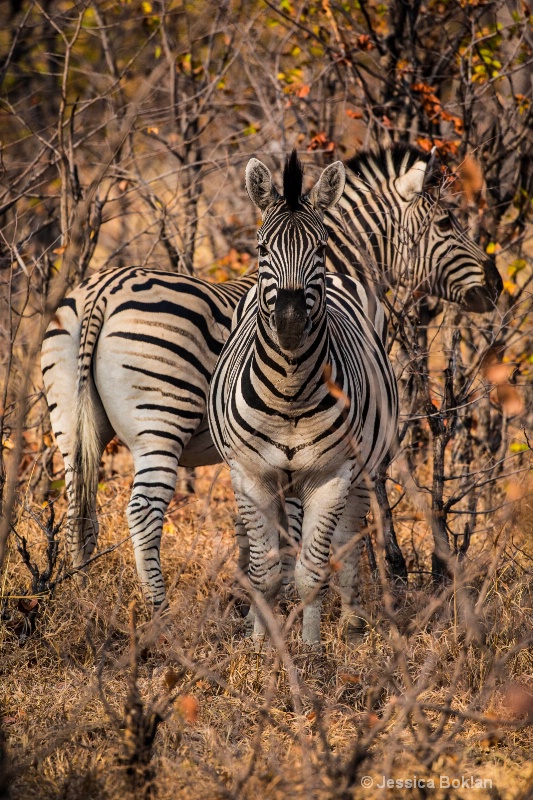 Zebras