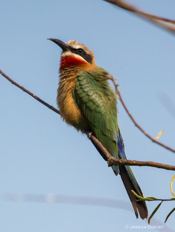 White-fronted Bee-eater