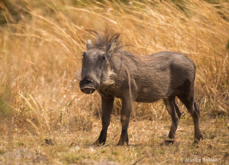 Wind-blown Warthog 